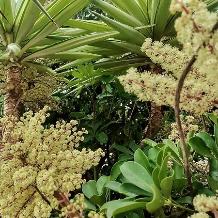 Baldeia - Oceanfront *