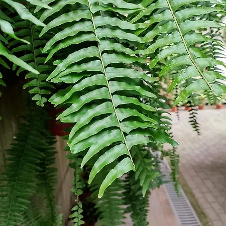 Baldeia - Oceanfront Апартаменты