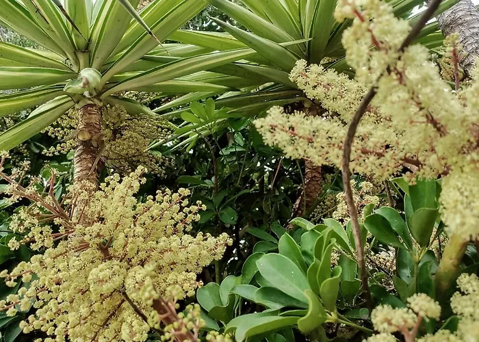 Baldeia - Oceanfront *